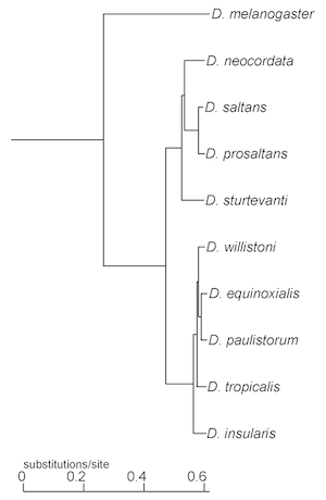 Phylogenetic tree for 10 Drosophila species in the D. willistoni subgroup