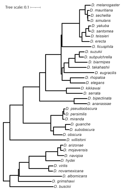 Phylogenetic tree of 36 Drosophila species