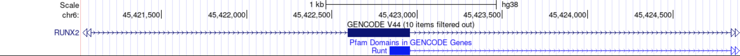 RUNX2 gene region with standard gene annotations