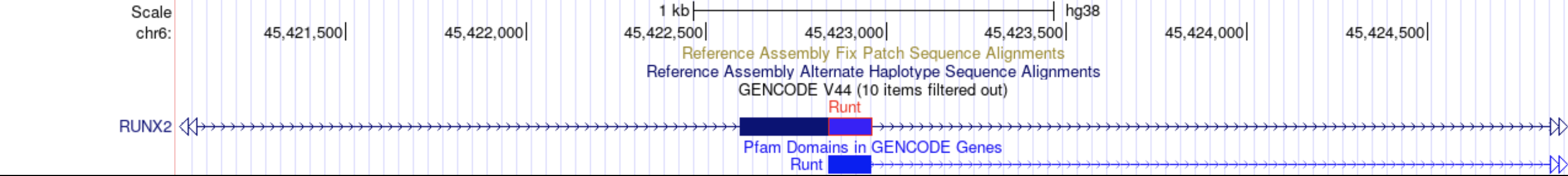 RUNX2 gene region with Pfam protein domain decorator overlays